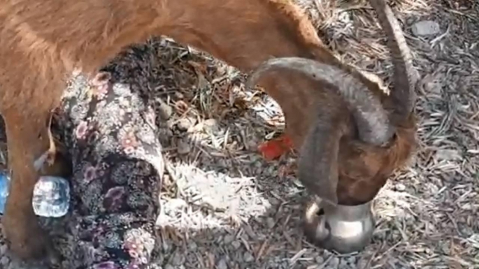 Karşıyaka’da keçi hırsızlığı