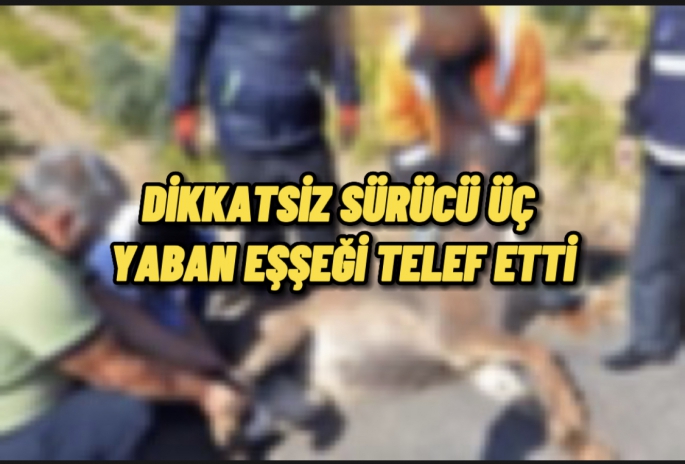 Dikkatsiz sürücü üç yaban eşşeğin hayatına mal oldu