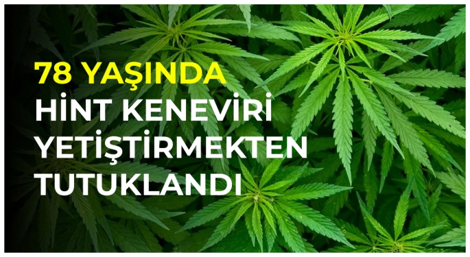 78 Yaşında Hintkeneviri Yetiştiren Adam Tutuklandı