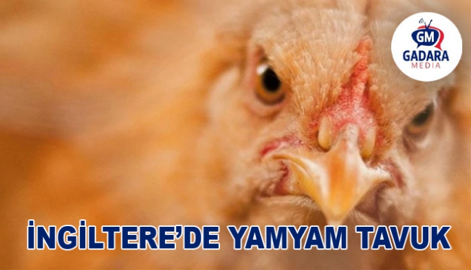 İngiltere'de dehşet saçan "yamyam tavuk paniği" yaşanıyor