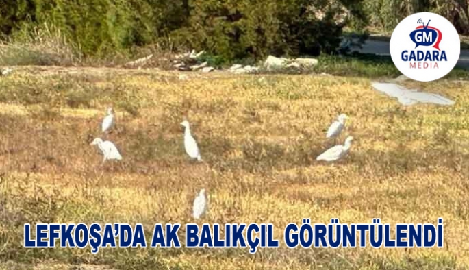 Lefkoşa’da "küçük ak balıkçıl" objektiflere takıldı