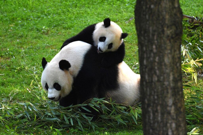 Çin Devlet Başkanı Şi, ABD'ye “dostluk elçisi” olarak panda yolluyor