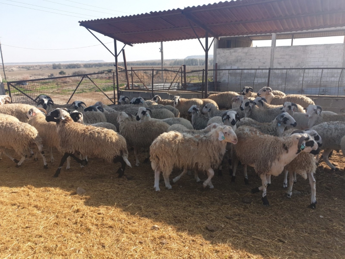 DÜÇ’ten kasaplık hayvan satışı duyurusu