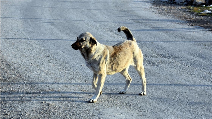 Barolar Birliği ve Altın Patiler Derneği: “Paşaköy’de bir köpek silahla vurulup katledildi”