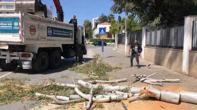 Rüzgarın etkisiyle devrilen okaliptüs ağacı yolu kapattı: LTB ekibi müdahale etti
