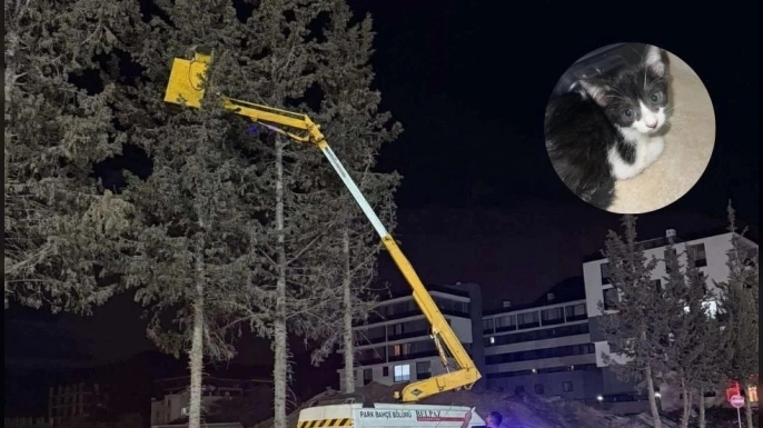 Girne Belediyesi ekibi ağaçta mahsur kalan yavru kediyi kurtardı