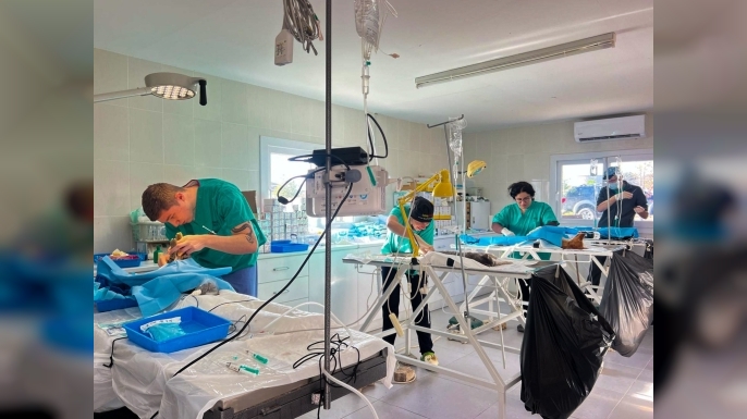 Gazimağusa Belediyesi barınaktaki ve sokaktaki 218 hayvanı kısırlaştırıldı