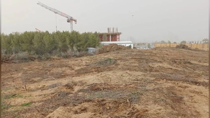 Yeşil Barış Hareketi: İskele’de denize sıfır 21 dönüm orman rant uğruna yok ediliyor