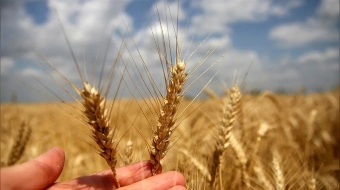 Arpa buğday alış fiyatları Resmi Gazete'de yayımlandı