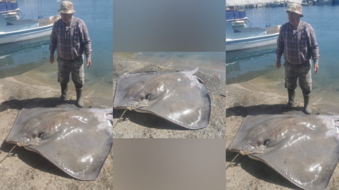 220 kiloluk dev vatoz balığı Yedidalga açıklarında usta balıkçılar tarafından yakalandı