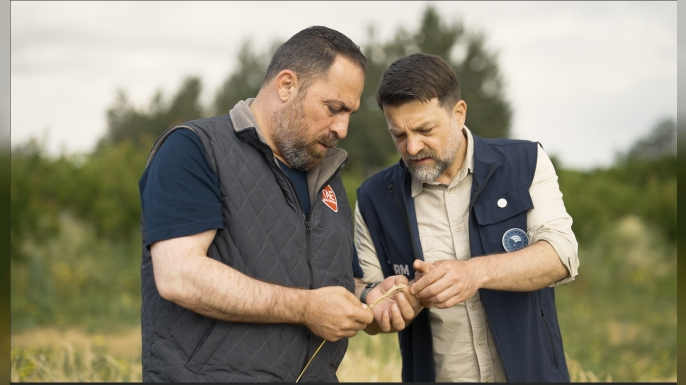 Arpa çeşit adaylarının hasadı yapıldı
