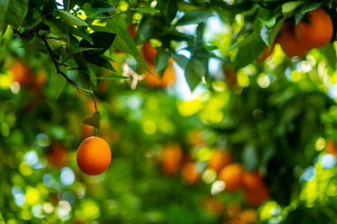Cypfruvex'ten narenciye üreticilerine duyuru: Üretici sıra kayıtları yarın başlıyor