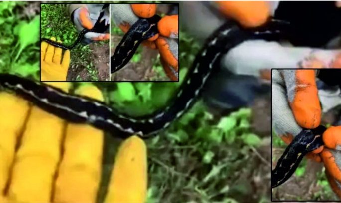 Dünyanın en zehirli yılanı rengi ve tüyleri ile dikkat çekiyor...