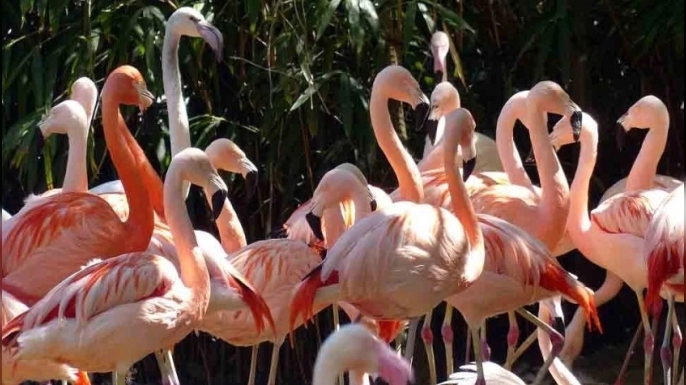 Kıbrıs’ta flamingo sayısı son 12 yılda yüzde 14-31 azaldı