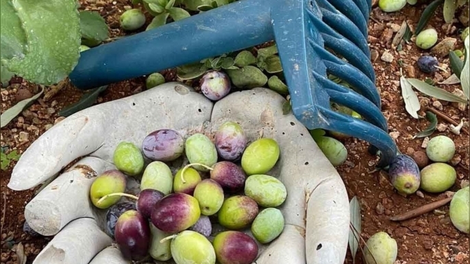 Lefkoşa’da zeytin hasadı 4 Eylül’de başlayacak