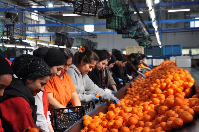 Özçınar bölgedeki narenciye fabrikalarını ve paketleme tesislerini ziyaret etti